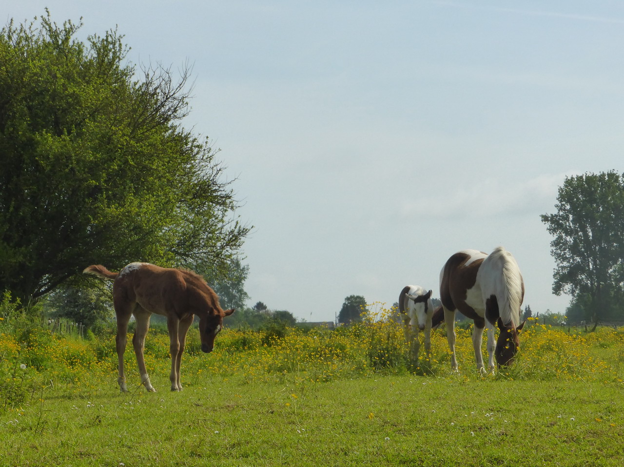 P1040076 - Copie.JPG