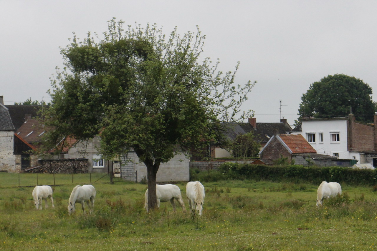 2015-06-21 rando Preux-au-Bois 009.JPG