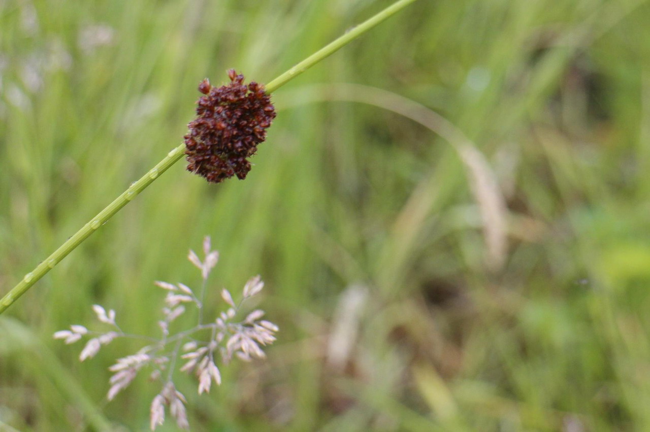 2015-06-21 rando Preux-au-Bois 014 - Copie.JPG