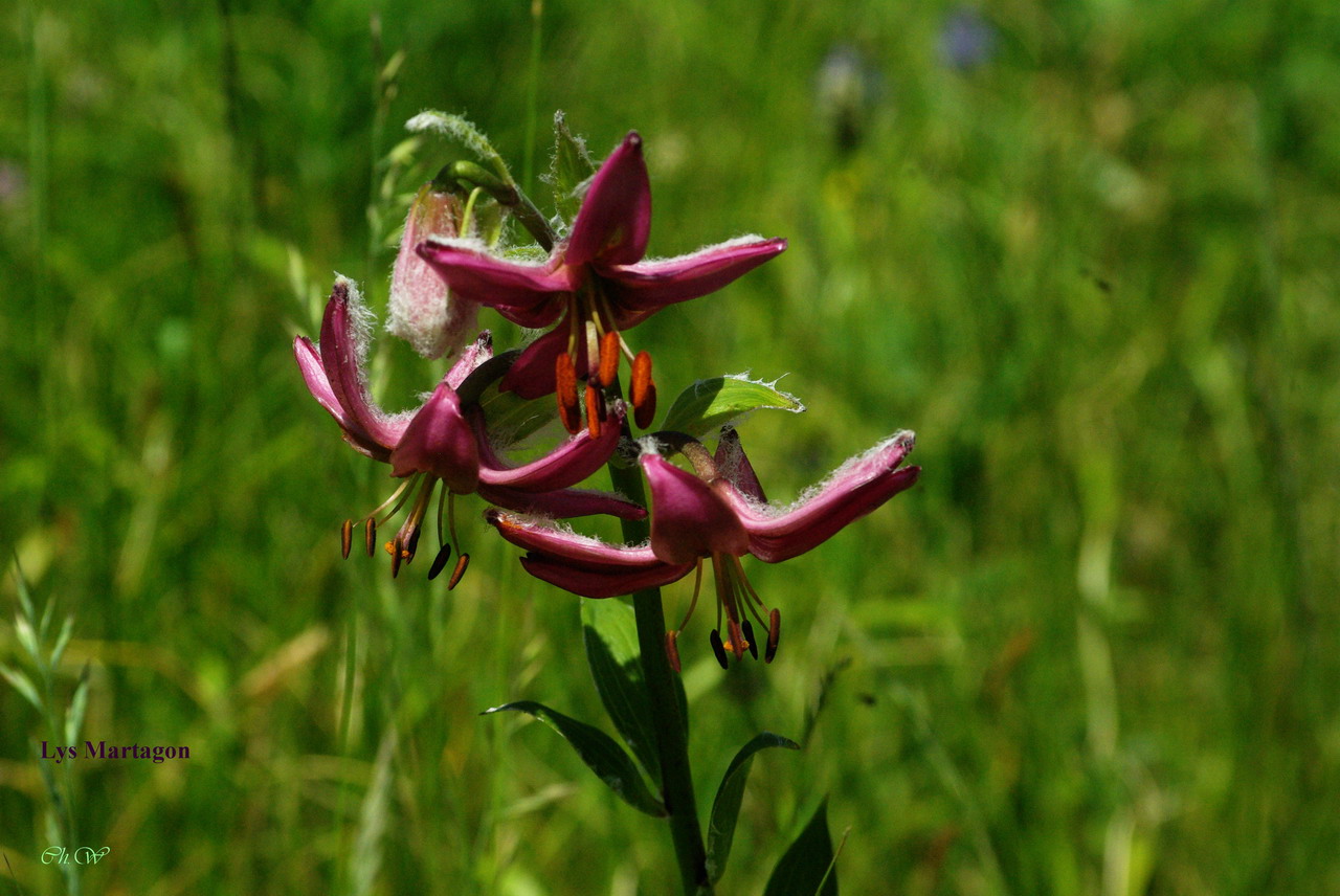 9 - IMGP5115 Lys Martagon.JPG