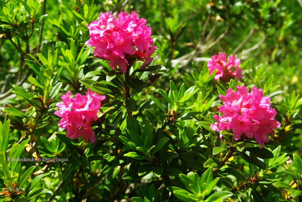 16 - IMGP5144 Rhododendron ferrugineux.JPG