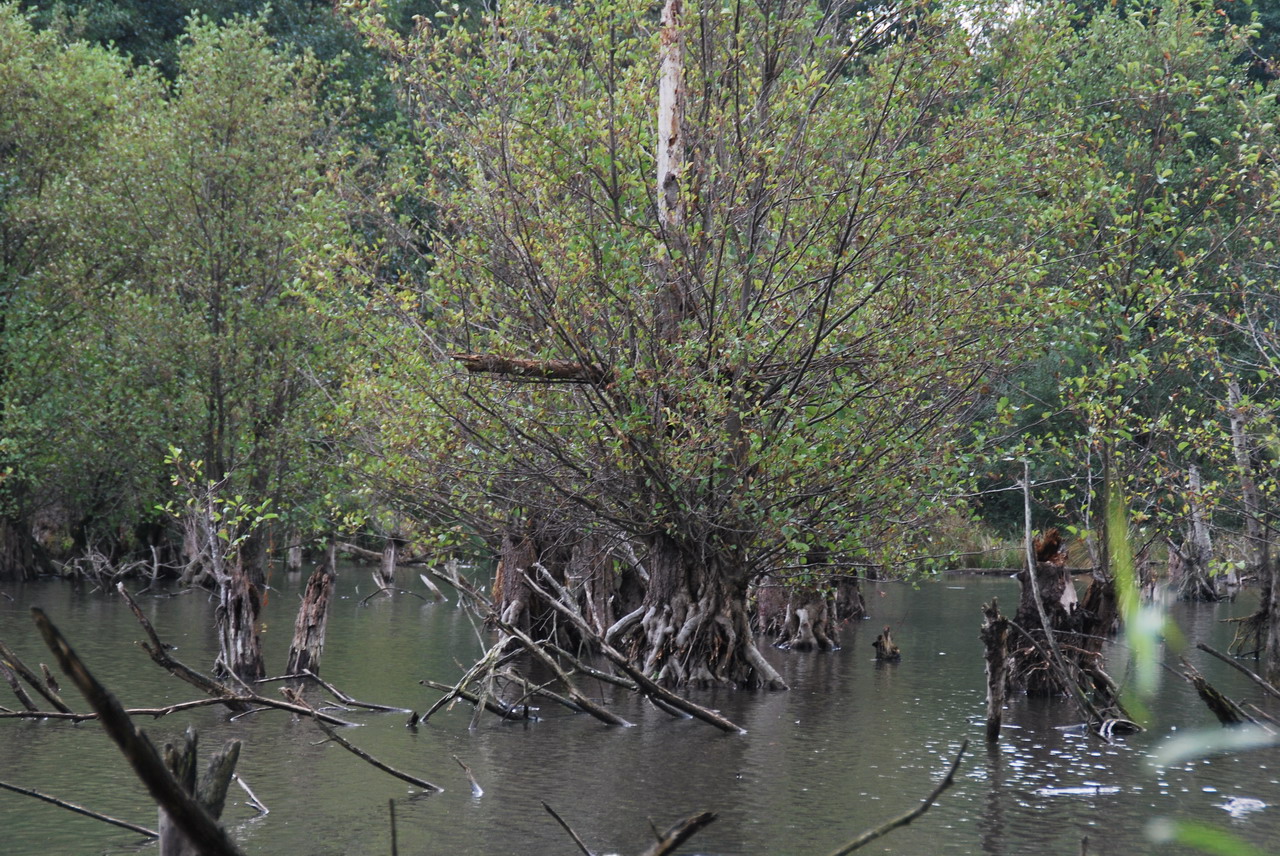 DSC_0026.JPG
