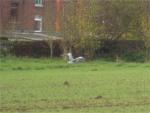 IMG_4832a.JPG