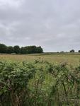 IMG_6958.jpeg