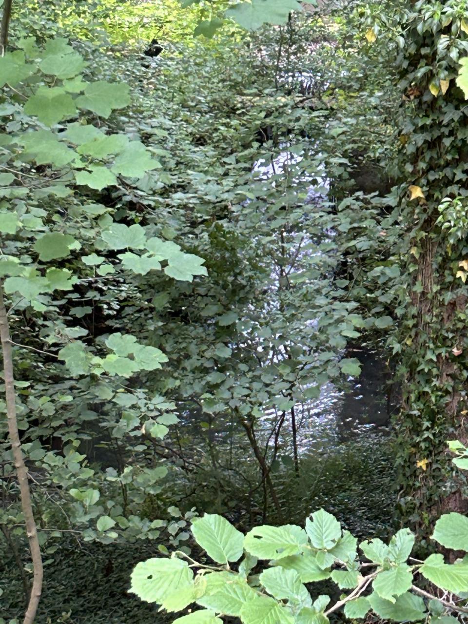 IMG_6962.jpeg