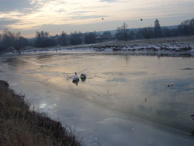 SS854984.JPG