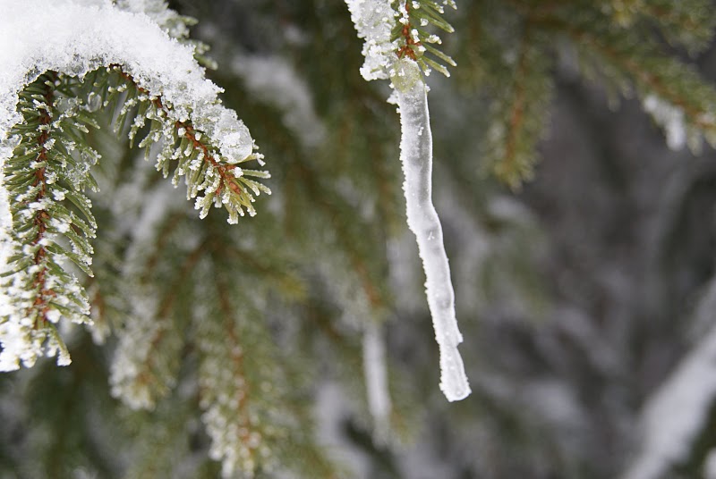 2010-01-21 la bresse 164.JPG