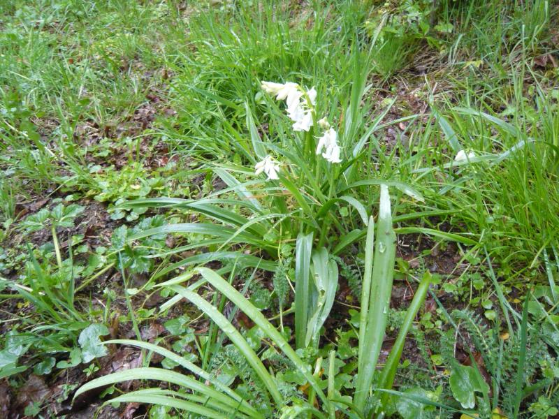 Obrechies_chemins_propres-p1110240.jpg