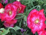 IMG_0892.JPG