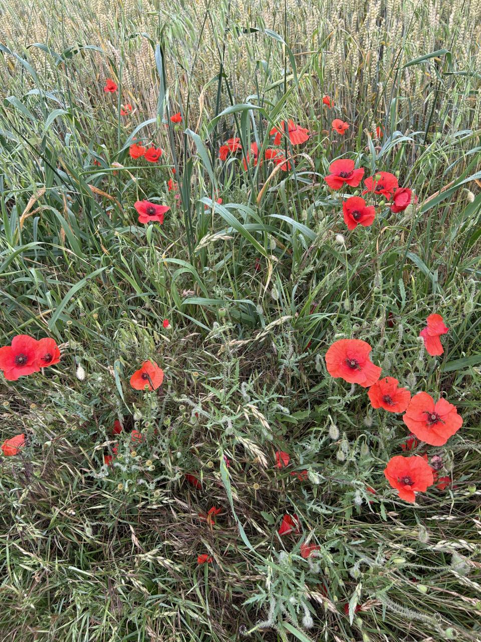 IMG_7453.jpeg