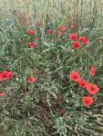 IMG_7453.jpeg