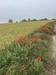 IMG_7455.jpeg