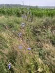 IMG_7463.jpeg