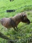 IMG_1481.jpeg