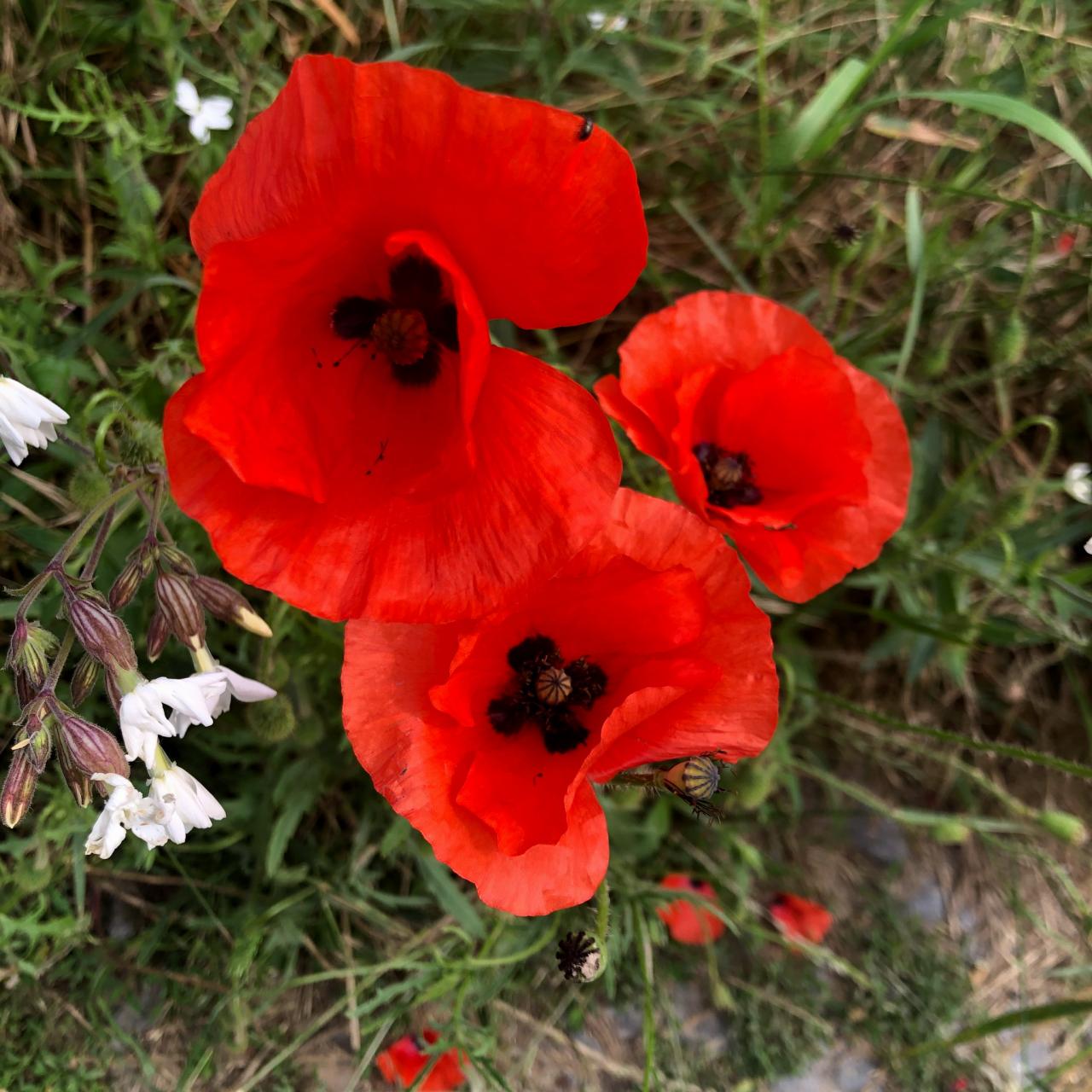 IMG_4862.jpg