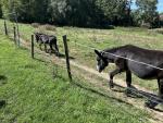 IMG_2741.jpeg